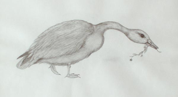 http://www.arboreus.info/images-popup/gans.jpg http://www.arboreus.info/images-popup/gans.jpg