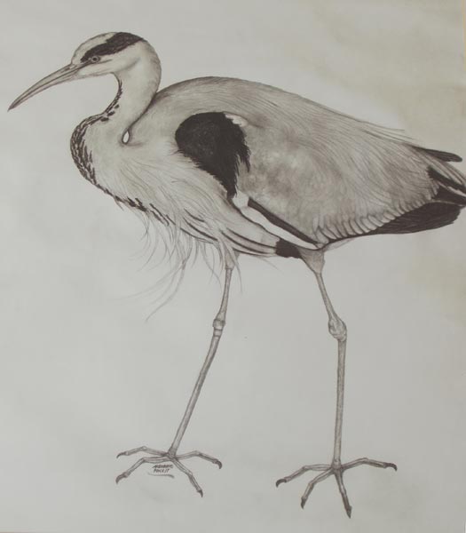 http://www.arboreus.info/images-popup/reiher.jpg http://www.arboreus.info/images-popup/reiher.jpg